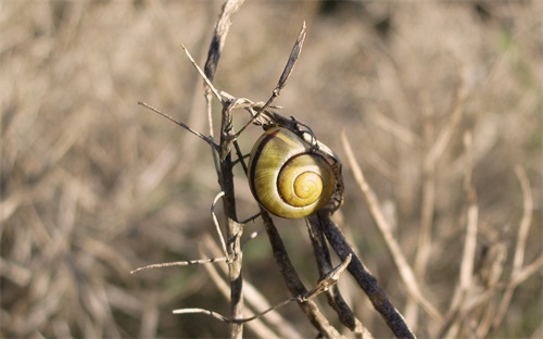 em菌液养殖,日本大阪新型复合微生物菌剂适合养殖肉狗